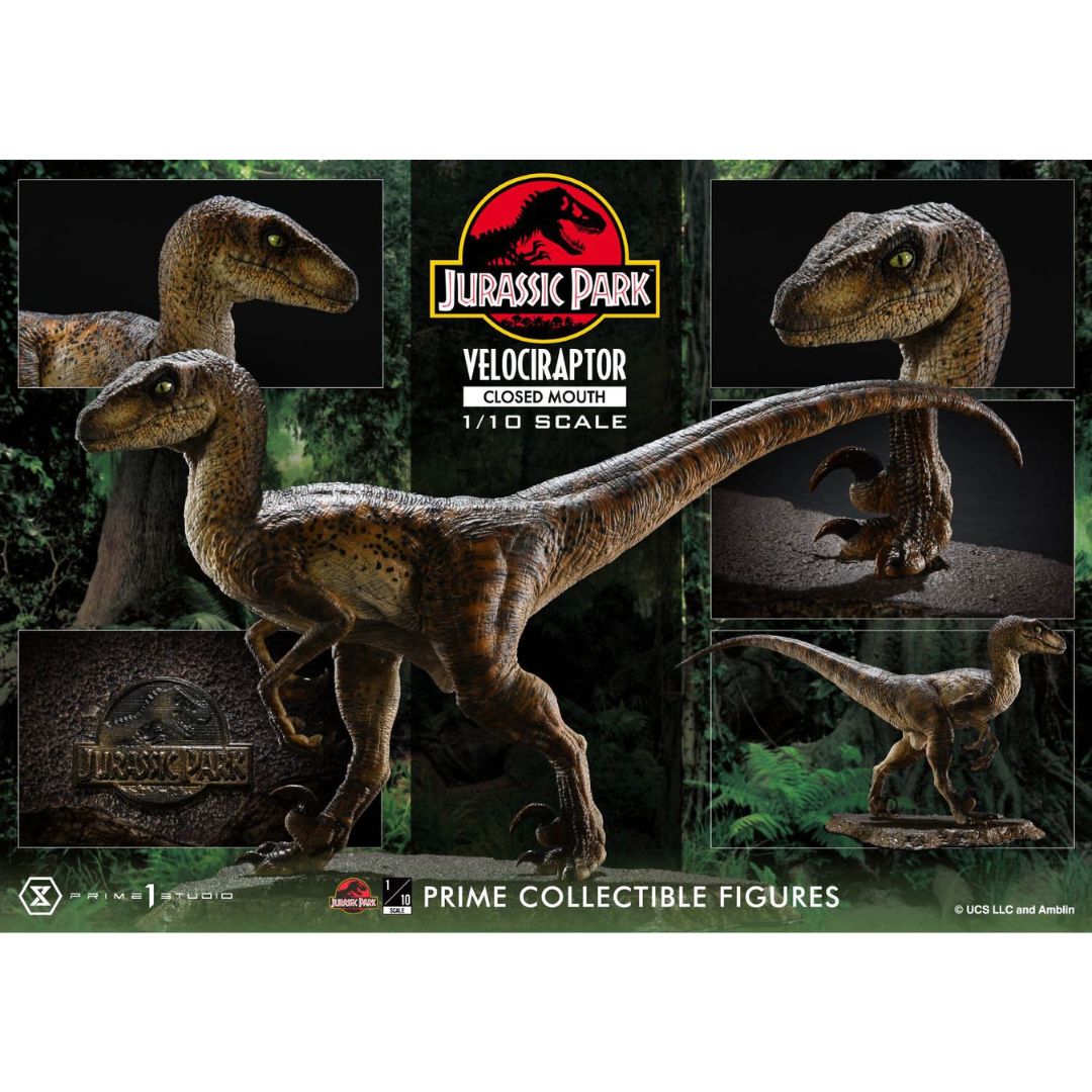 Jurassic Park (Film) Velociraptor Closed Mouth statue By Prime1 Studios -Prime 1 Studio - India - www.superherotoystore.com